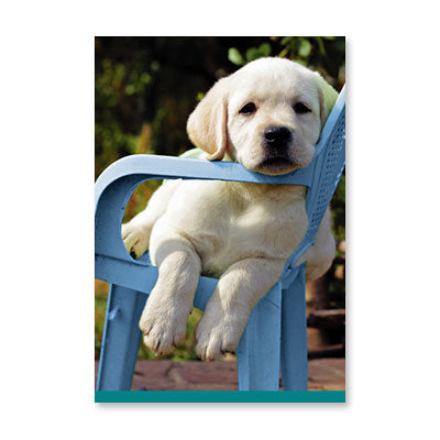 LAB IN BLUE CHAIR BIRTHDAY CARD BY RPG