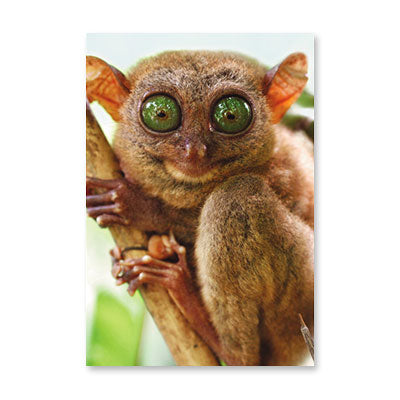 BAT EYES BIRTHDAY CARD BY RPG