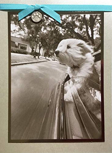 Papyrus Conventional Birthday Card, 1 EA