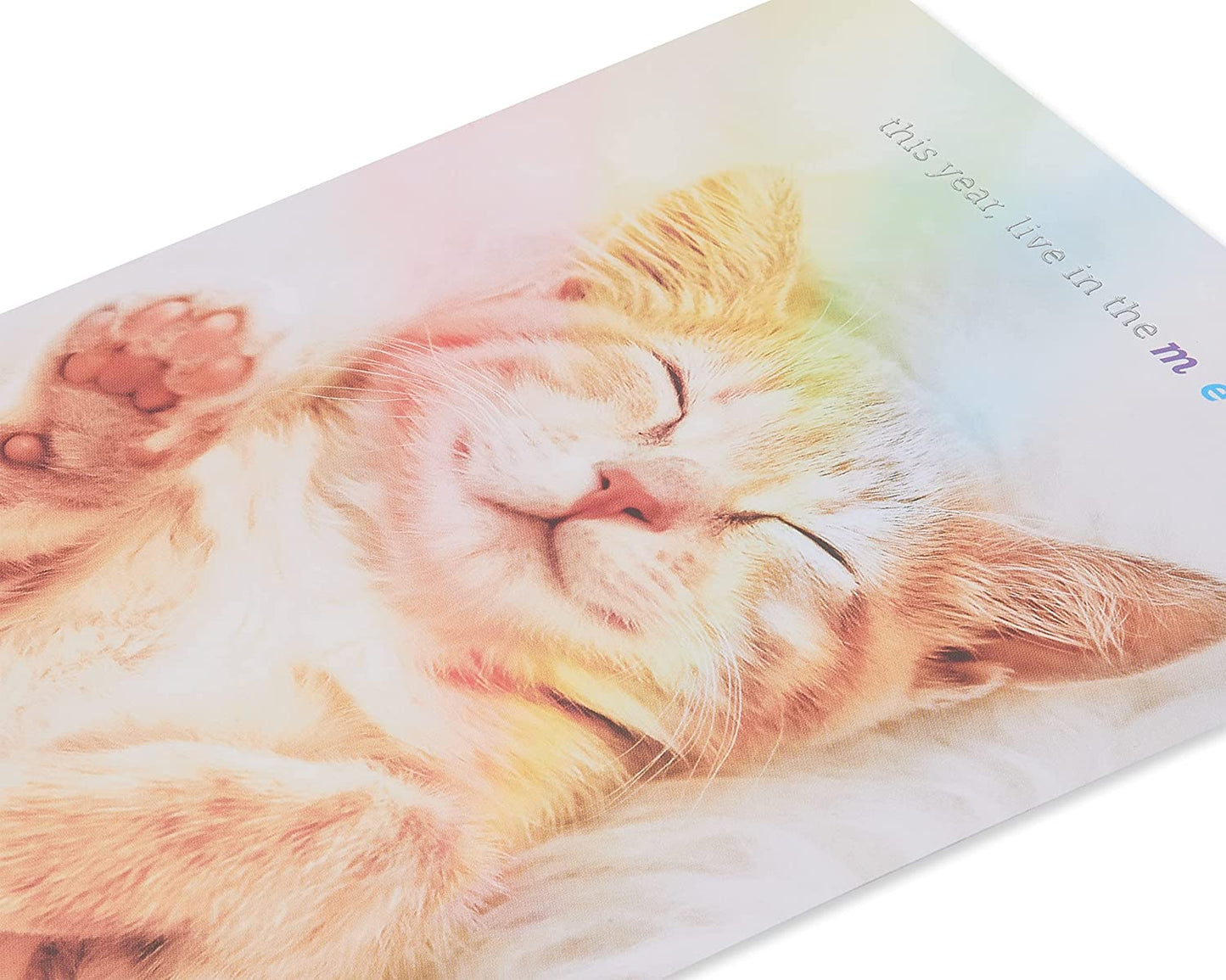 Papyrus Cat Birthday Card (Happy Birthday)