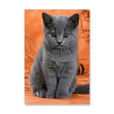 GRAY KITTEN BIRTHDAY CARD BY RPG