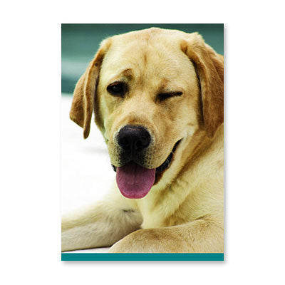 WINKING DOG BIRTHDAY CARD BY RPG