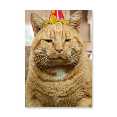 THRILLED CAT PHOTO BIRTHDAY CARD BY RPG